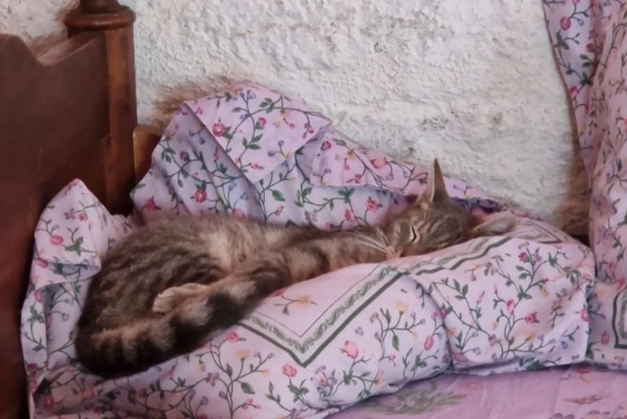 Avviso scomparsa Gatto Maschio , 9 anni Semmadon Francia