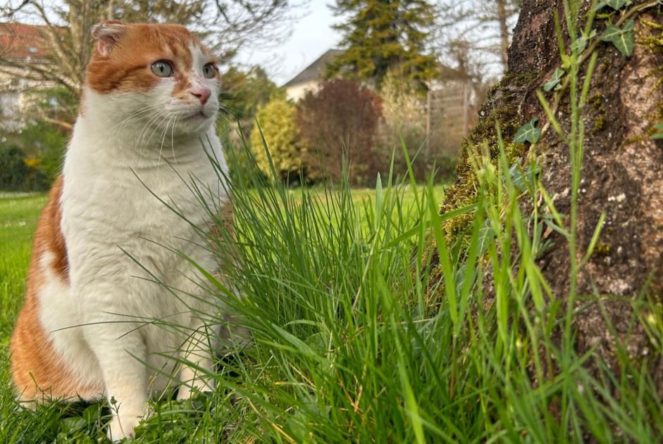 Avviso scomparsa Gatto  Maschio , 6 anni Cressensac-Sarrazac Francia