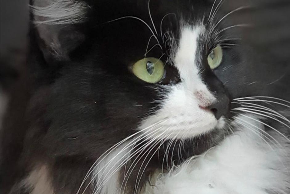 Avviso scomparsa Gatto Maschio , 5 anni Lausanne Svizzera