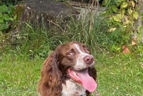 Avviso scomparsa Cane  Maschio , 4 anni Ambès Francia