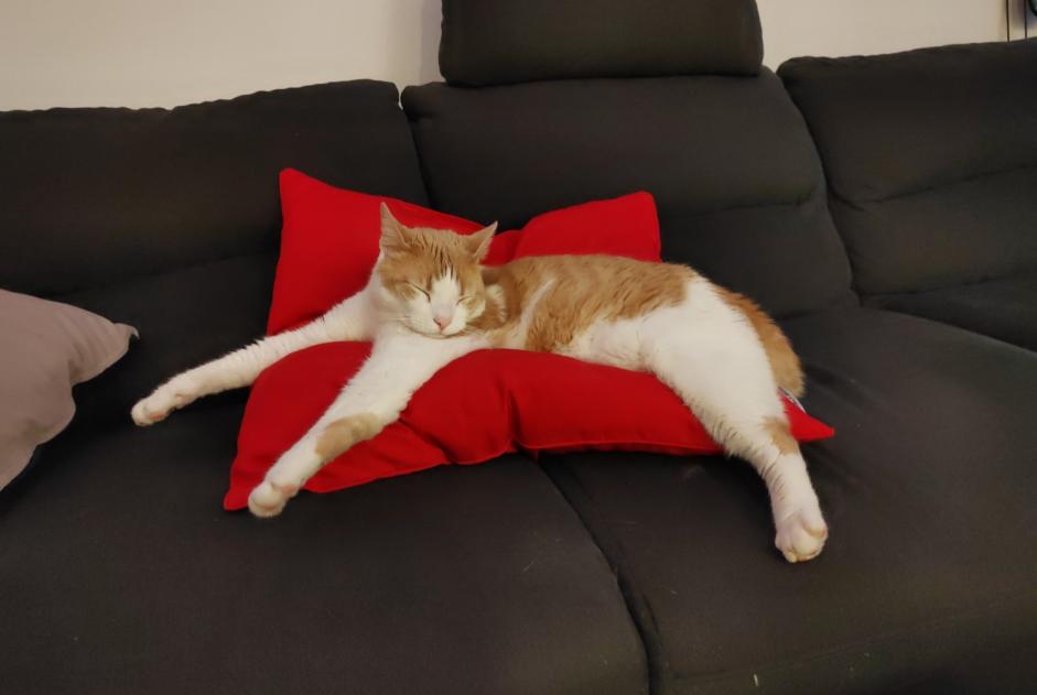 Avviso scomparsa Gatto incrocio di razze Maschio , 3 anni Crotenay Francia