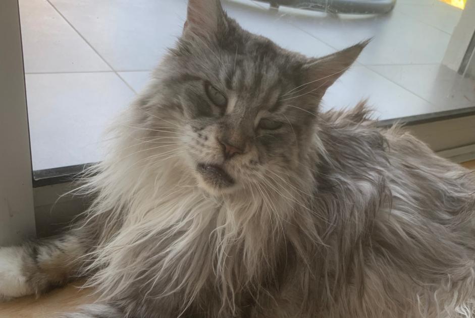 Avviso scomparsa Gatto  Maschio , 9 anni Peyrins Francia