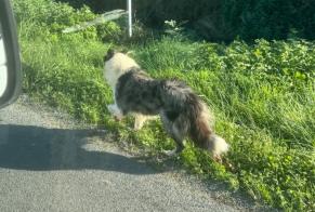 Avviso Ritrovamento Cane  Maschio Ludon-Médoc Francia