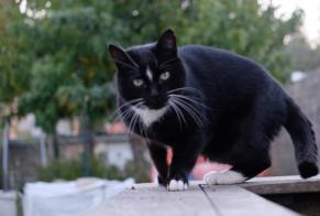 Avviso scomparsa Gatto Maschio , 10 anni Saint-Laurent-de-la-Prée Francia