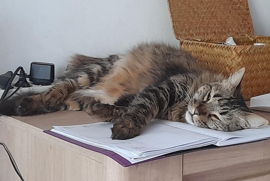 Avviso scomparsa Gatto Femmina , 6 anni Saint-Denis Francia