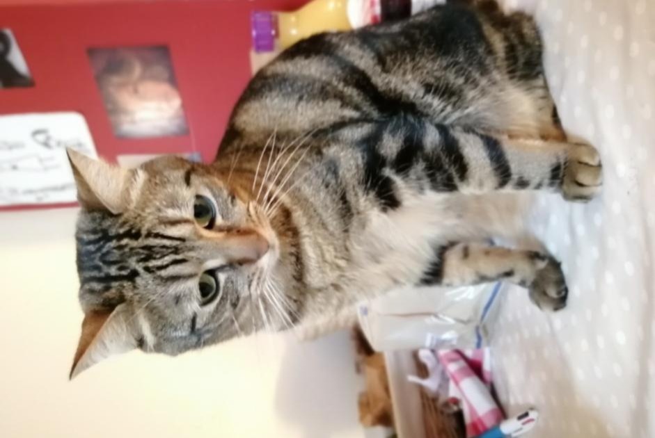 Avviso scomparsa Gatto incrocio di razze Maschio , 7 anni Rennes Francia