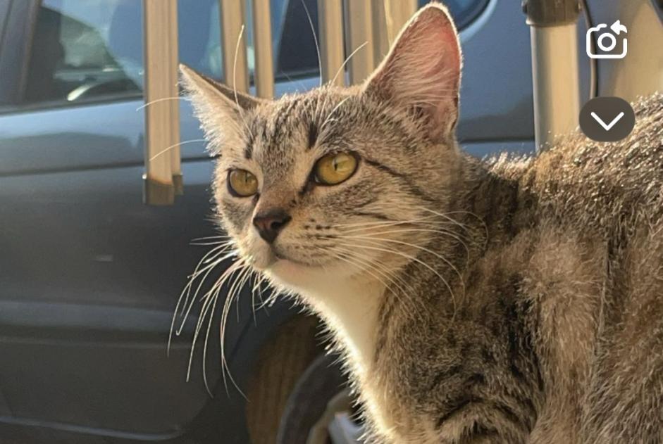 Avviso scomparsa Gatto Femmina , 1 anni Troyes Francia