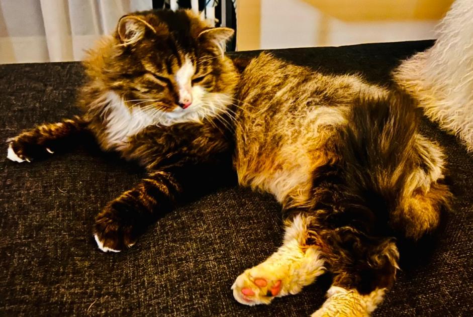 Avviso scomparsa Gatto incrocio di razze Maschio , 10 anni Coquelles Francia