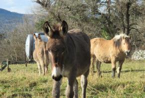 Avviso scomparsa Cavallo Maschio , 2024 anni Retournac Francia