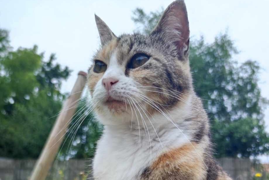 Avviso scomparsa Gatto Femmina , 10 anni L'Hermenault Francia