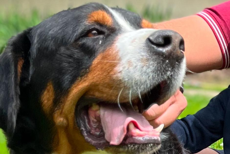 Avviso scomparsa Cane  Maschio , 7 anni Saint-Germain-des-Prés Francia