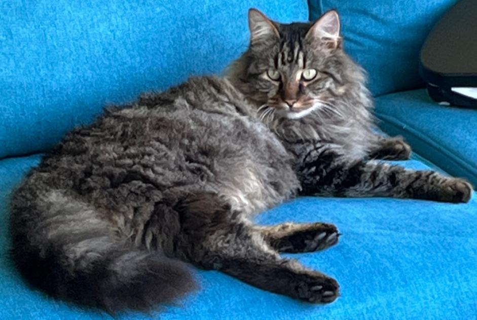 Avviso scomparsa Gatto incrocio di razze Maschio , 5 anni Baule Francia