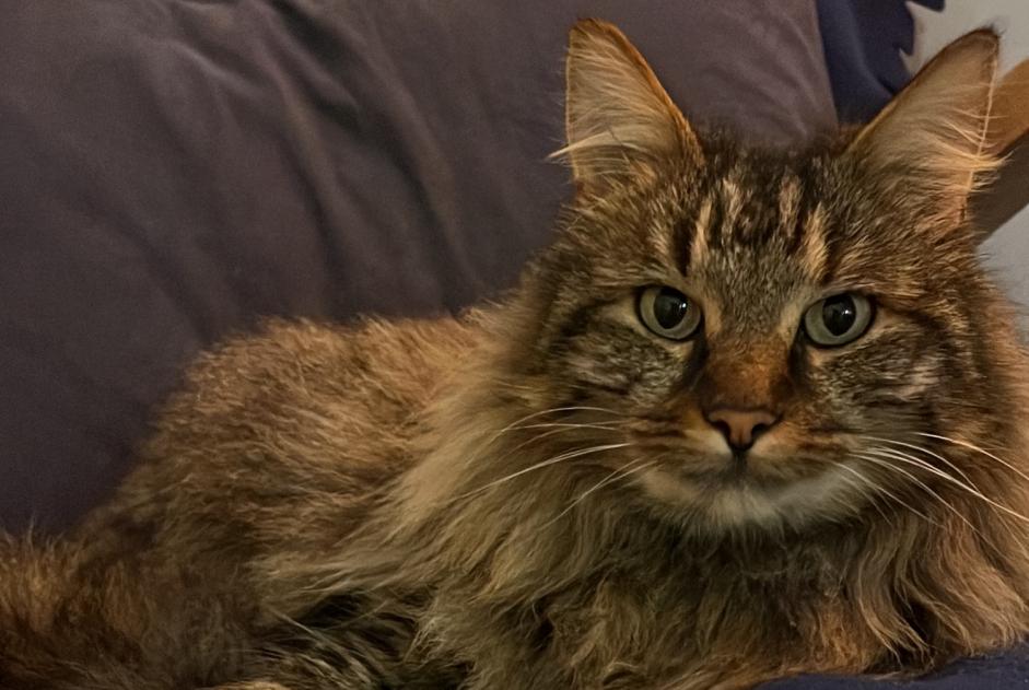 Avviso scomparsa Gatto incrocio di razze Maschio , 5 anni Baule Francia