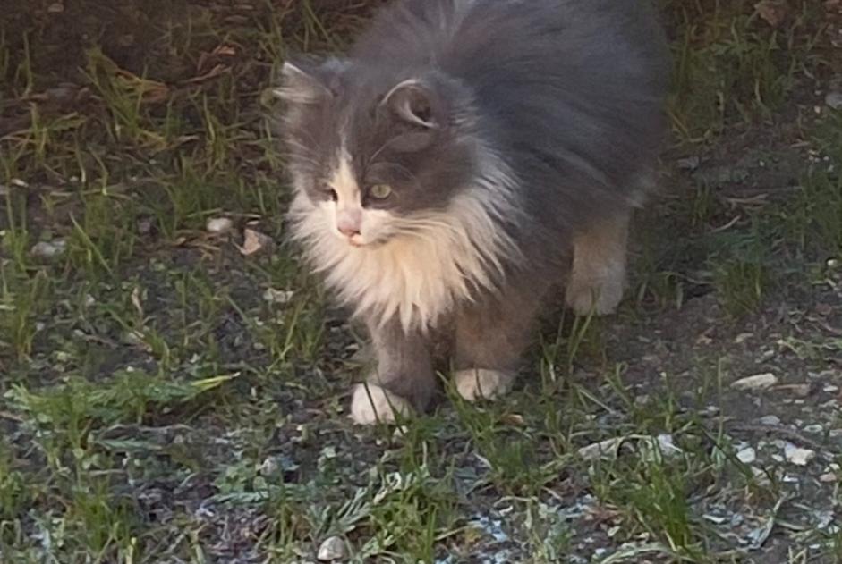 Avviso Ritrovamento Gatto Femmina Monteux Francia