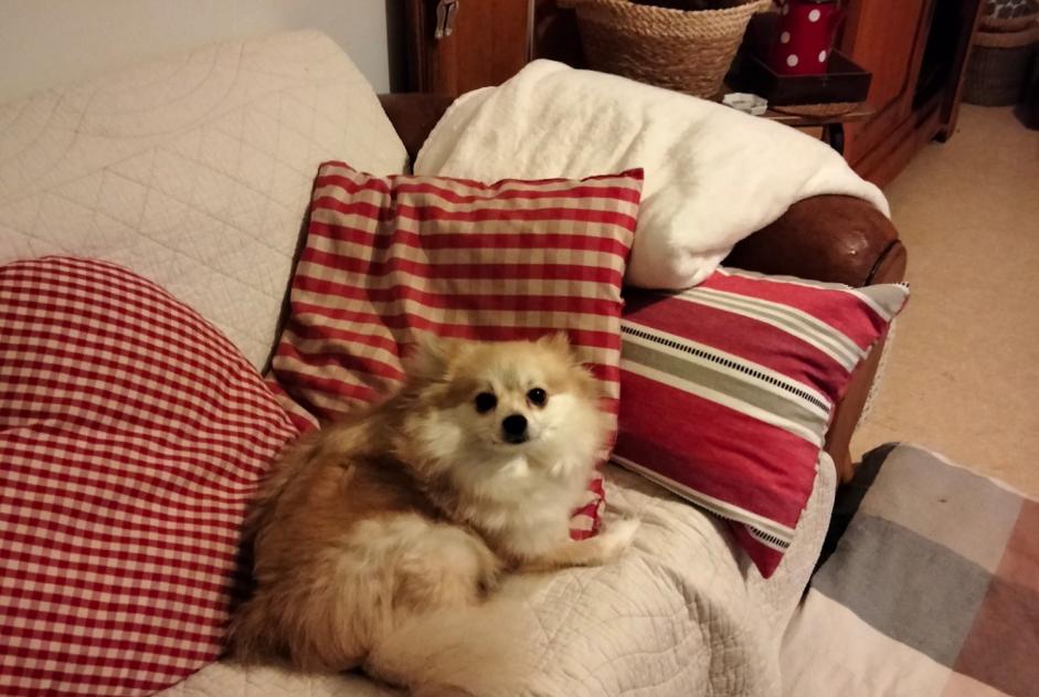 Avviso scomparsa Cane  Femmina , 9 anni Aubigny-Les Clouzeaux Francia