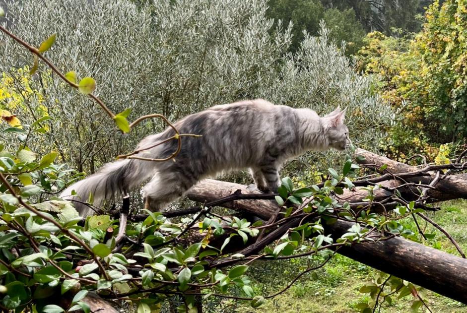 Avviso scomparsa Gatto incrocio di razze Femmina , 1 anni Sébazac-Concourès Francia