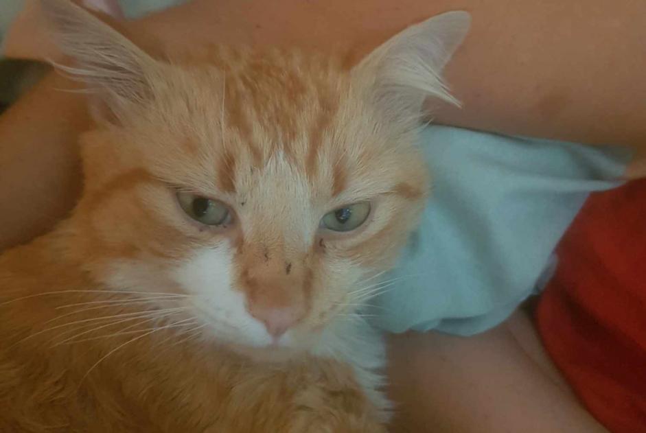 Avviso scomparsa Gatto Maschio , 2 anni Montaigut-sur-Save Francia