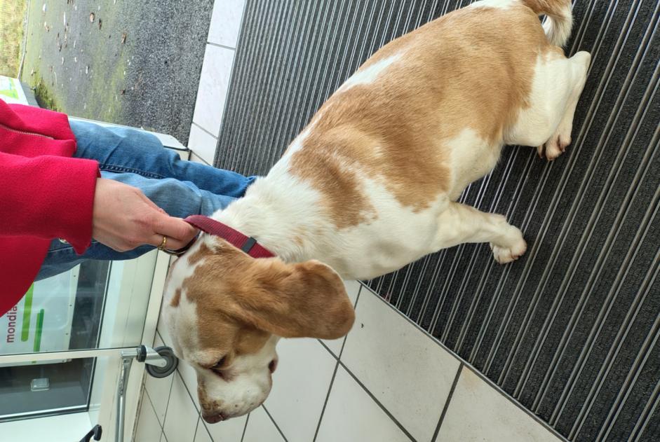 Avviso Ritrovamento Cane  Non conosciuta , 10 anni La Bazoge Francia