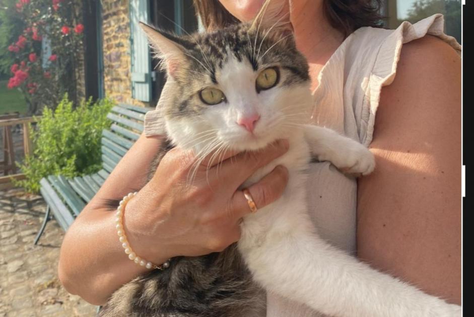 Avviso scomparsa Gatto incrocio di razze Maschio , 3 anni Ploubazlanec Francia