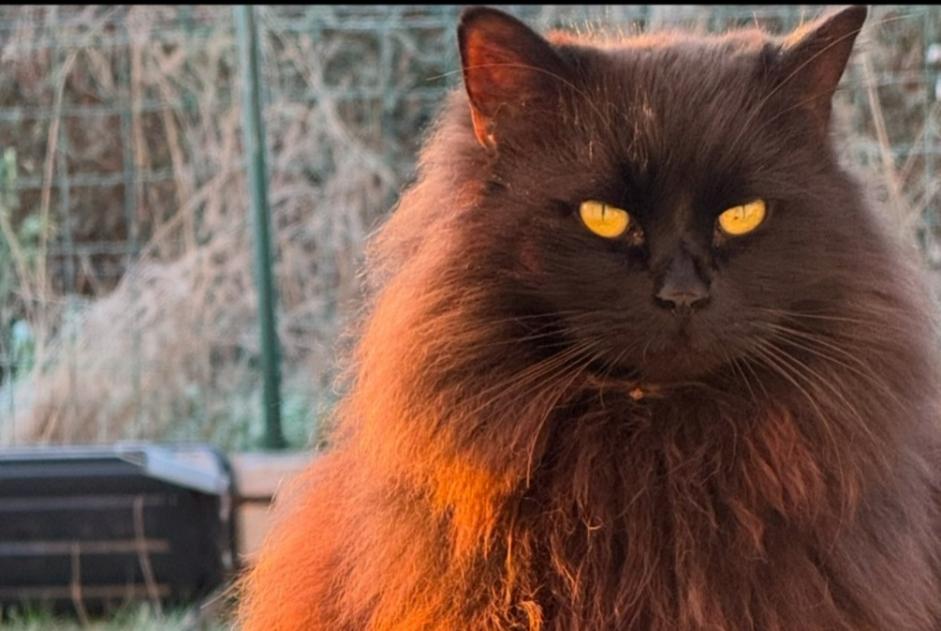 Avviso scomparsa Gatto incrocio di razze Maschio , 9 anni Saint-Gourgon Francia