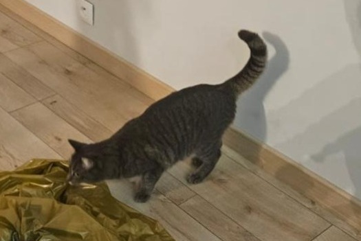 Avviso scomparsa Gatto incrocio di razze Femmina , 3 anni Le Bouscat Francia