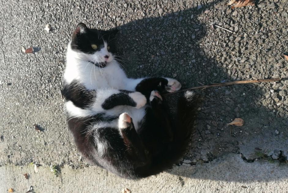 Avviso scomparsa Gatto Maschio , 9 anni Villeurbanne Francia