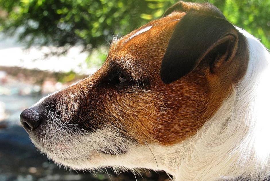 Avviso scomparsa Cane  Femmina , 12 anni Perles-et-Castelet Francia