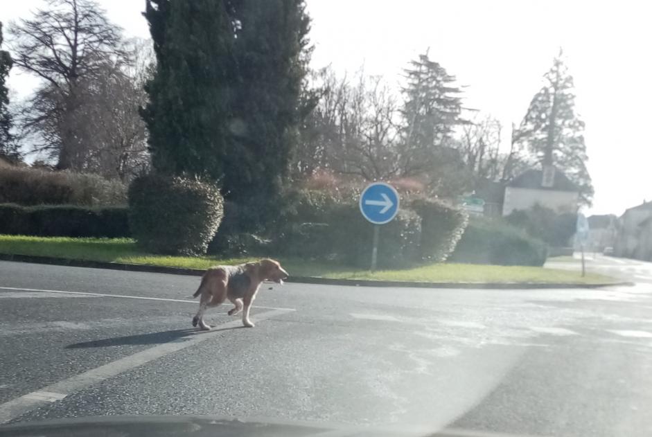 Avviso Ritrovamento Cane incrocio di razze Non conosciuta Lussac-les-Châteaux Francia