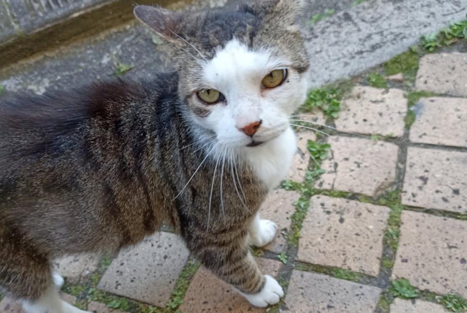 Avviso scomparsa Gatto incrocio di razze Maschio , 12 anni Bordeaux Francia