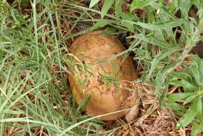 Fundmeldung Schildkröt Onbekannt Simiane-Collongue France