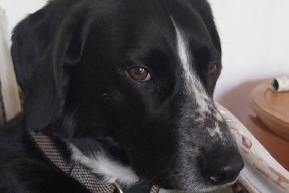 Verdwijningsalarm Hond rassenvermenging Mannetje , 7 jaar Tours Frankrijk