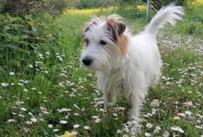 Verdwijningsalarm Hond  Mannetje , 9 jaar Gaillard Frankrijk