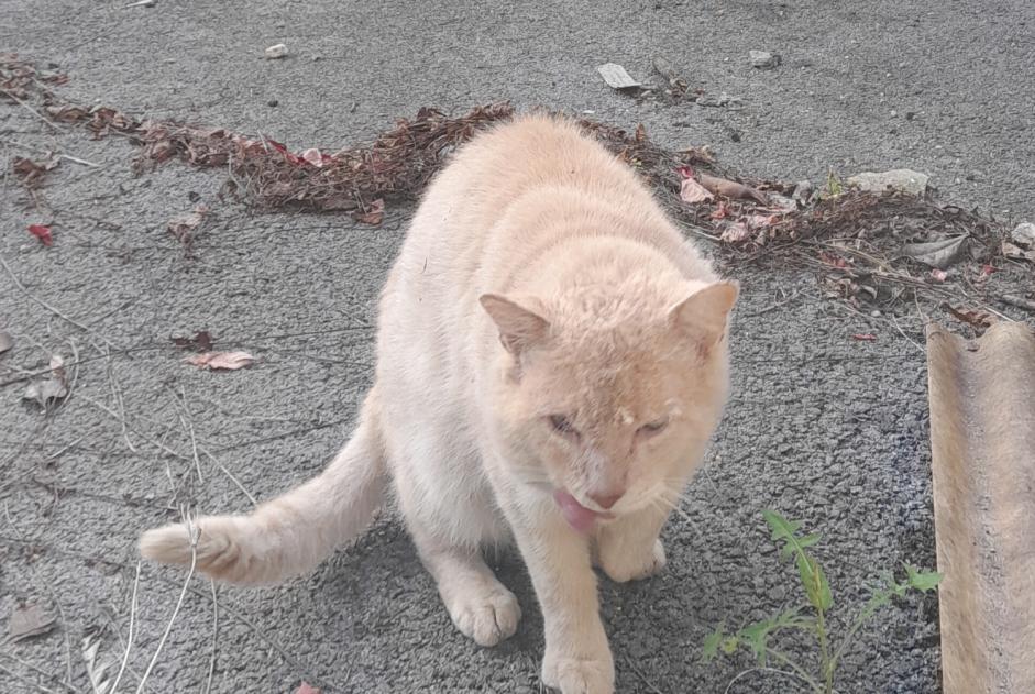 Ontdekkingsalarm Kat Mannetje Bayonne Frankrijk