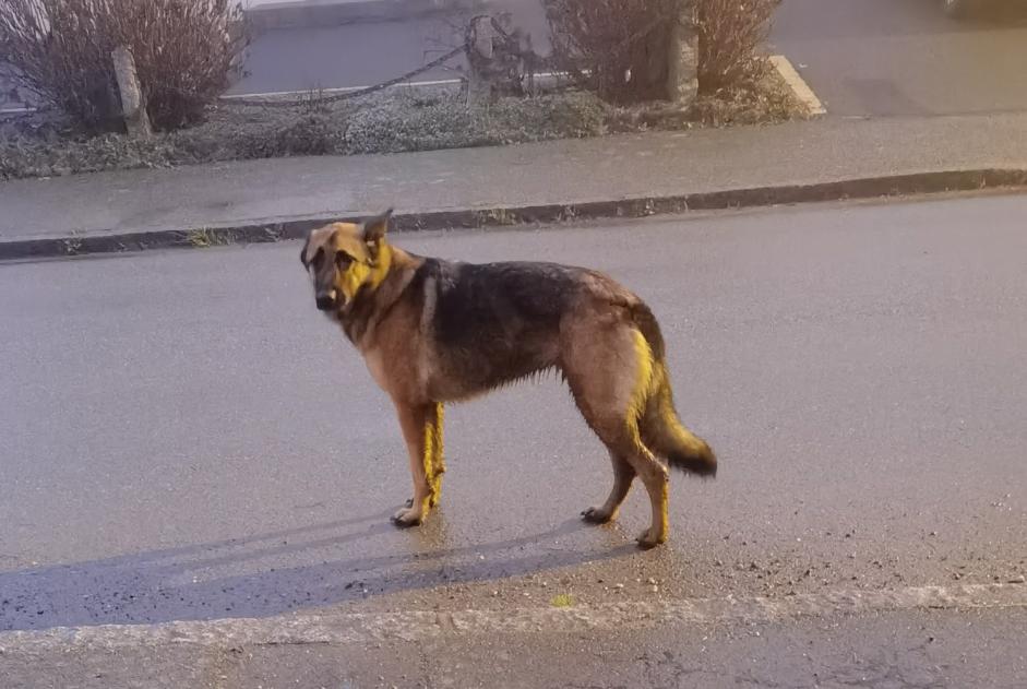 Ontdekkingsalarm Hond  Vrouwtje Lanmodez Frankrijk