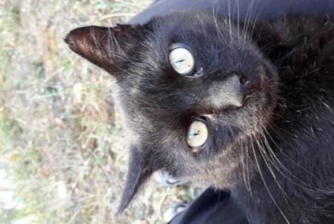 Alerta desaparecimento Gato Macho , 13 anos La Devise France