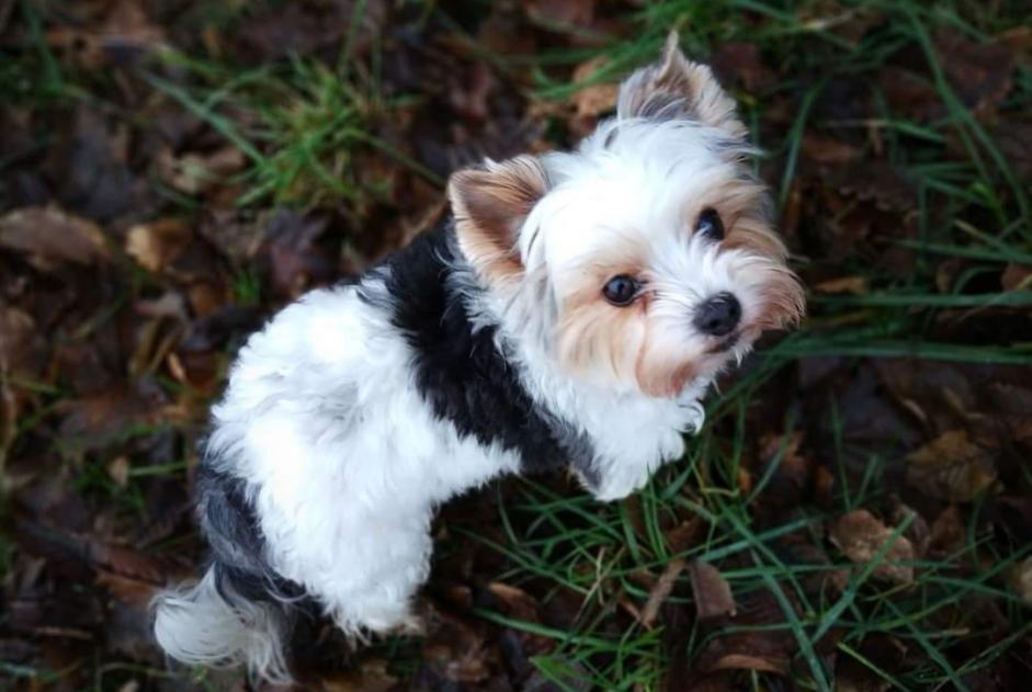 Alerta desaparecimento Cão  Fêmea , 11 anos Valleiry France