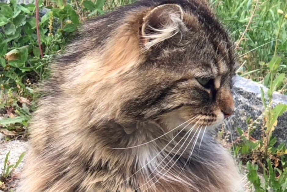 Alerta desaparecimento Gato cruzamento Macho , 8 anos Versoix Switzerland