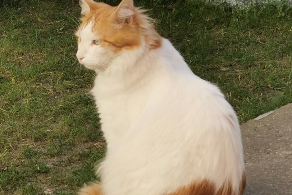 Alerta desaparecimento Gato cruzamento Macho , 5 anos Chaville France