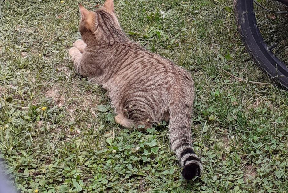 Alerta desaparecimento Gato cruzamento Macho , 2 anos Gy Switzerland