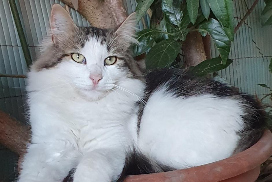 Alerta desaparecimento Gato Macho , 3 anos Mouriès France