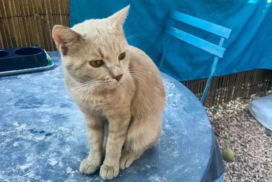 Alerta desaparecimento Gato cruzamento Macho , 1 anos Le Cannet-des-Maures France