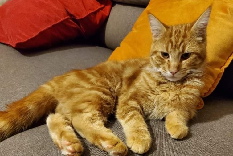 Alerta desaparecimento Gato Macho , 1 anos Troyes France