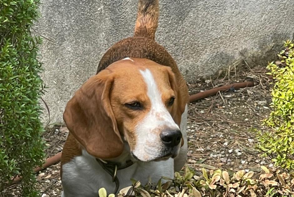 Alerta desaparecimento Cão  Fêmea , 4 anos Rochefort-en-Yvelines France