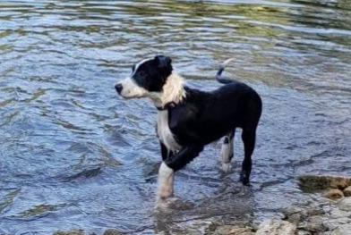 Alerta desaparecimento Cão  Macho , 1 anos Souvigné France