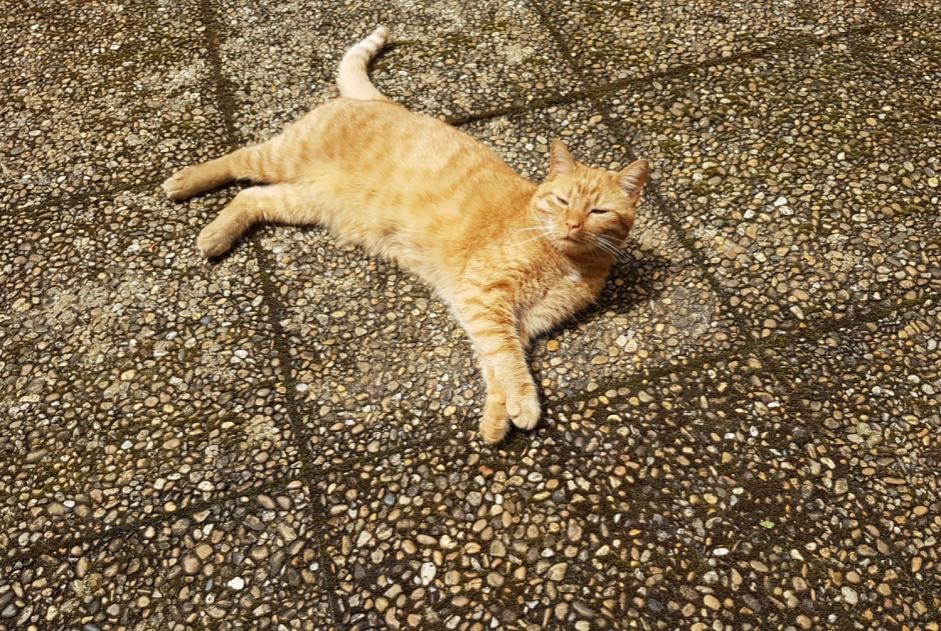 Alerta desaparecimento Gato Macho , 2 anos Dardilly France