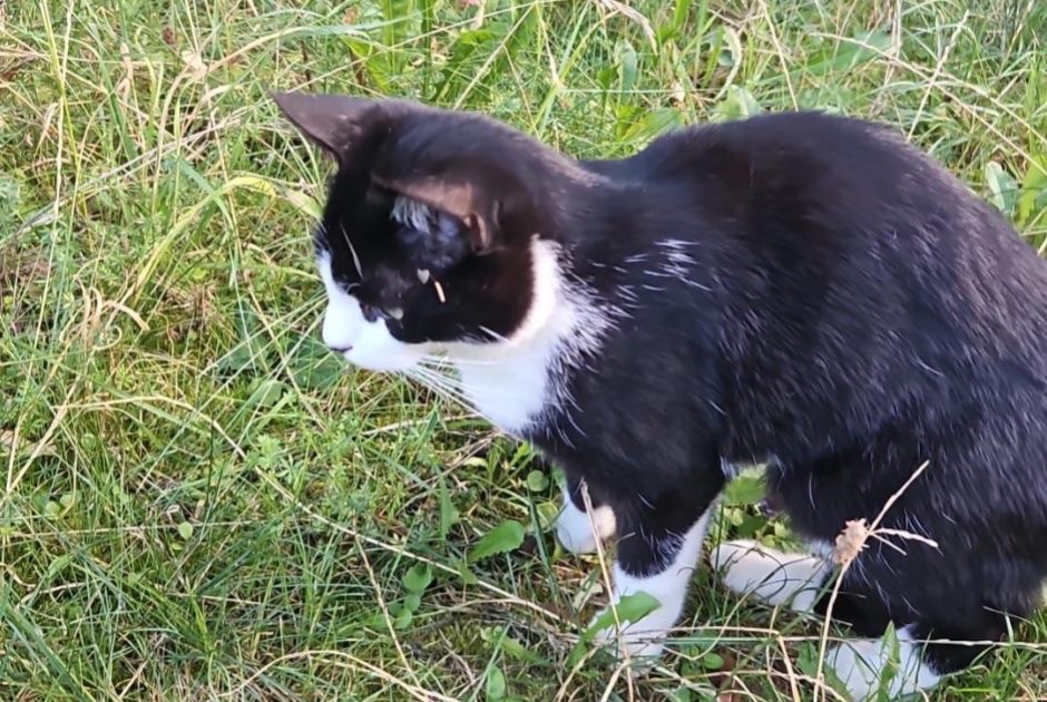 Alerta desaparecimento Gato Macho , 2 anos Oron Switzerland