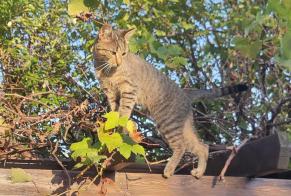 Alerta descoberta Gato Fêmea Morges Switzerland