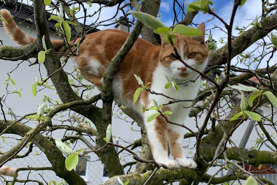 Alerta desaparecimento Gato Macho , 2 anos Vullierens Switzerland