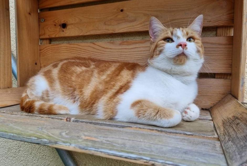 Alerta desaparecimento Gato Macho , 2 anos Vullierens Switzerland