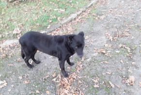 Alerta descoberta Cão cruzamento Desconhecido Nort-sur-Erdre France